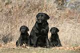 LABRADOR 1116